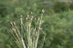 Densetuft hairsedge